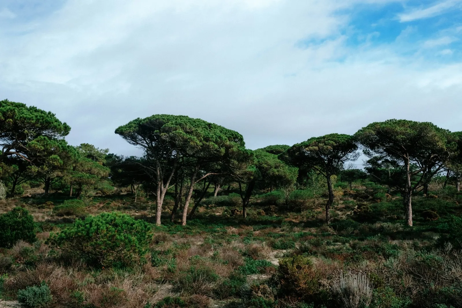 La garrigue