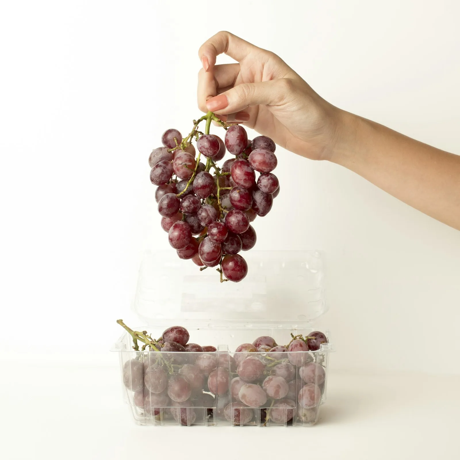 Une matinée de vendanges