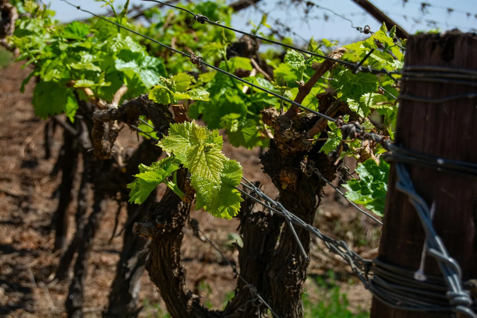 Les vignes